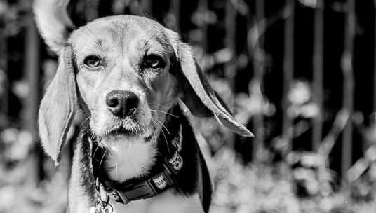 NC bill would create online registry for convicted animal abusers